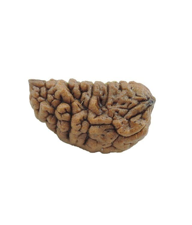 1 MUKHI RUDRAKSHA