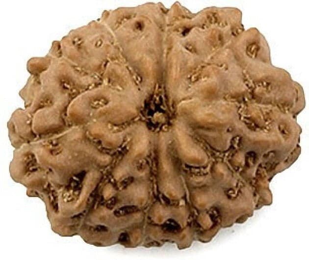 10 Mukhi Rudraksha