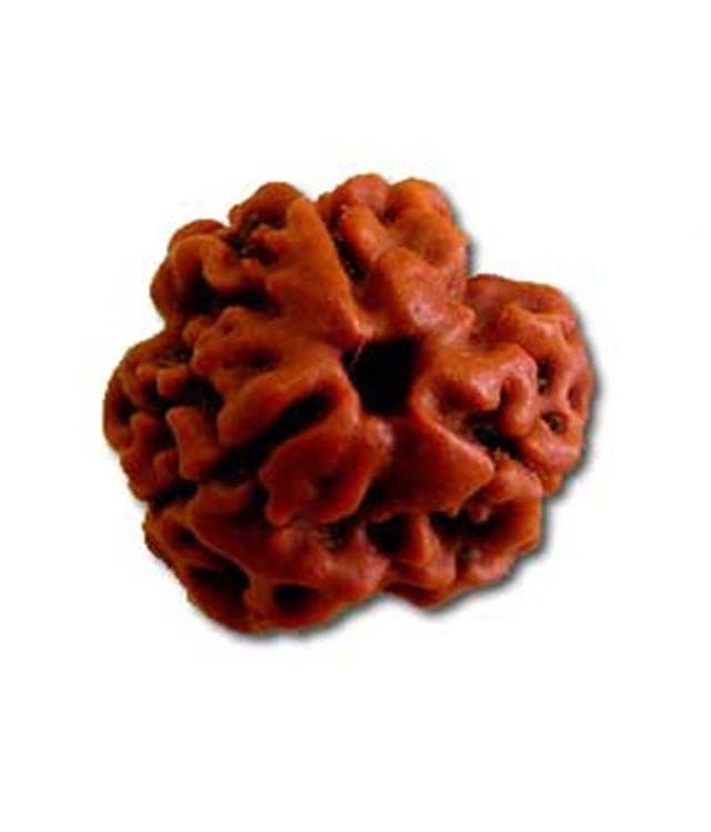 3 MUKHI RUDRAKSHA