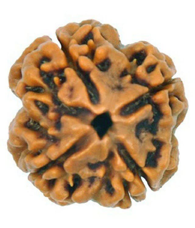 4 Mukhi Rudraksha: Benefits, Significance, Healing Properties and Wearing Method