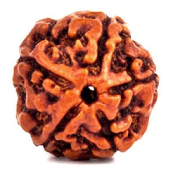 5 MUKHI RUDRAKSHA