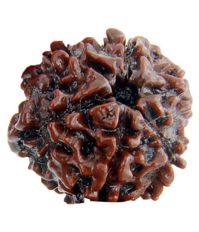 6 MUKHI RUDRAKSHA
