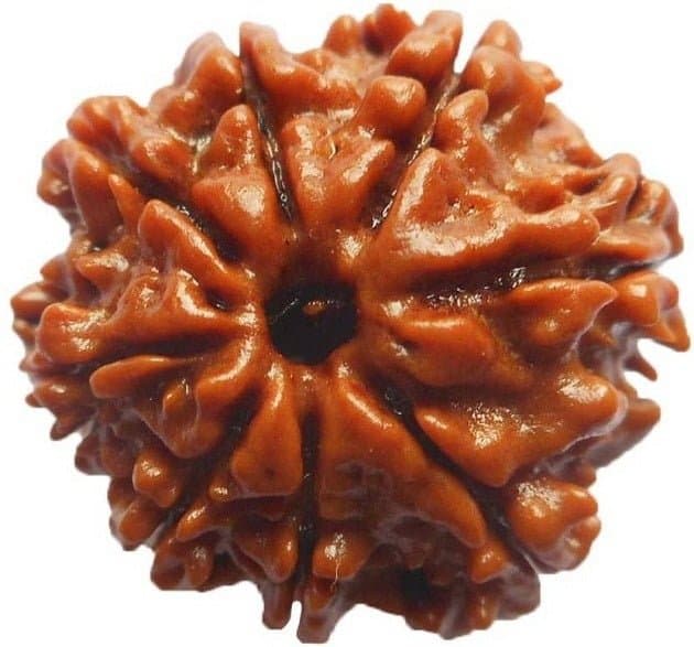 8 MUKHI RUDRAKSHA