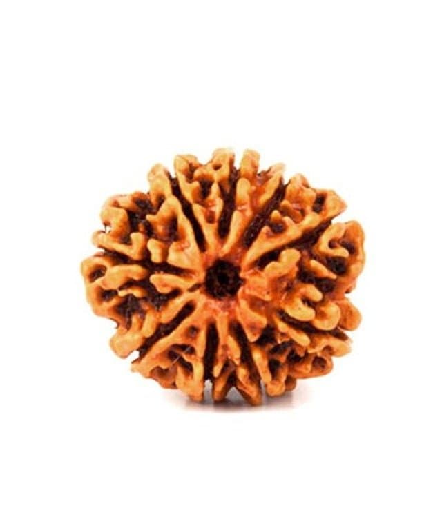 9 MUKHI RUDRAKSHA