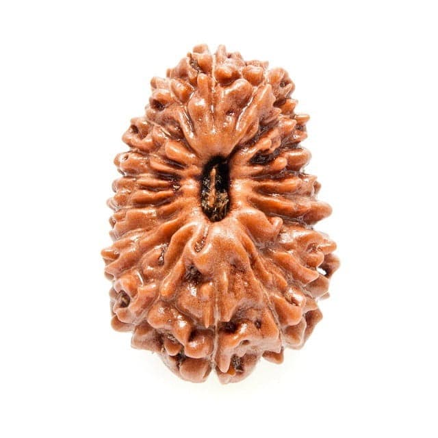 18 Mukhi Rudraksha