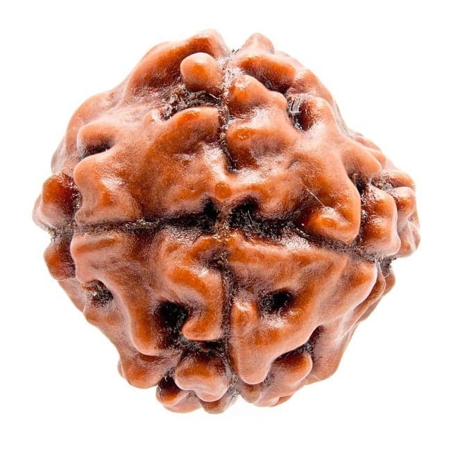 Four Mukhi Rudraksha