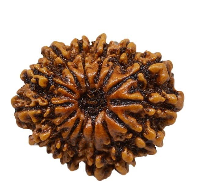 Fourteen Mukhi Rudraksha Info