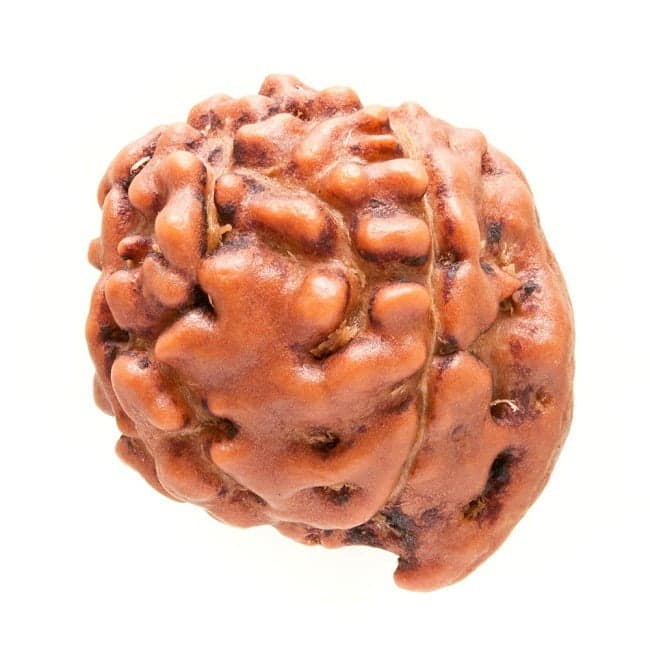 GANESHA RUDRAKSHA