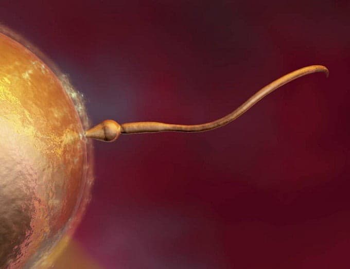 Male infertility treatment