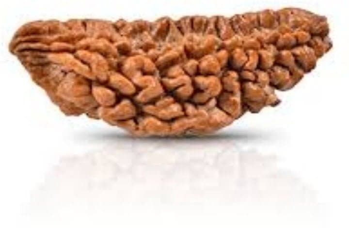 One Mukhi Rudraksha: The King of Rudraksha