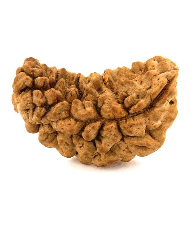 One Mukhi Rudraksha Info