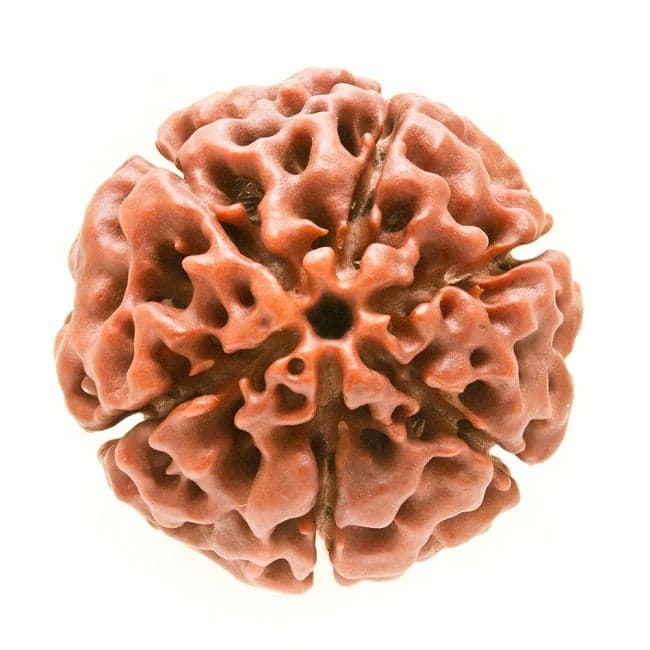 Six Mukhi Rudraksha: Meaning, Mantra and How to Wear It