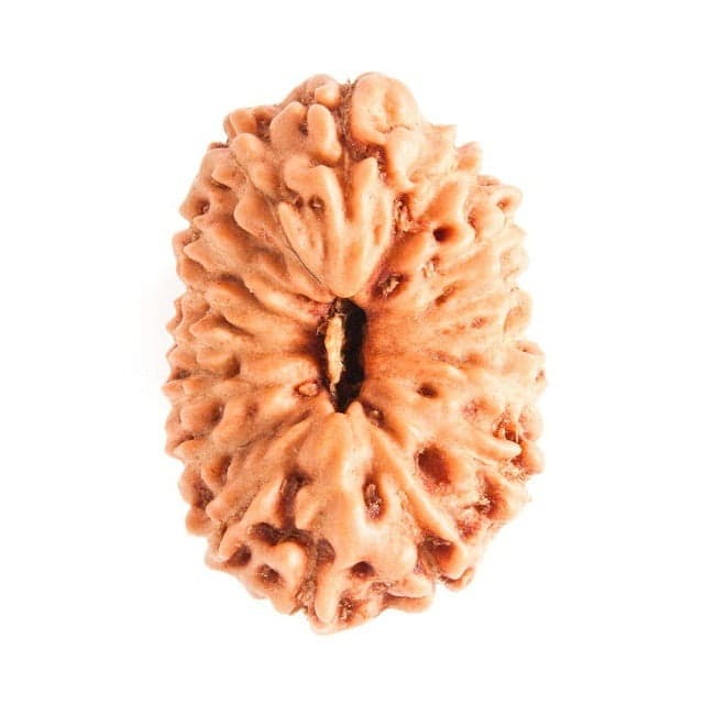 16 Mukhi Rudraksha