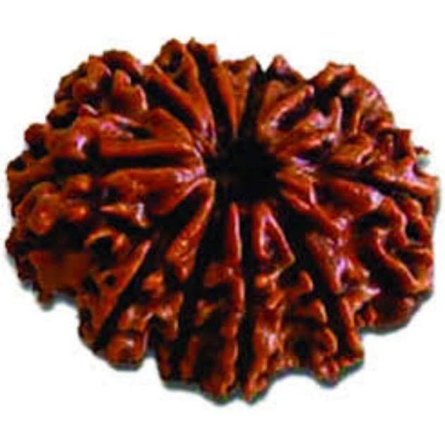 Ten Mukhi Rudraksha Info