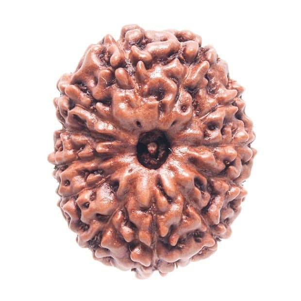 Twelve Mukhi Rudraksha: Benefits, Meaning and How to Wear
