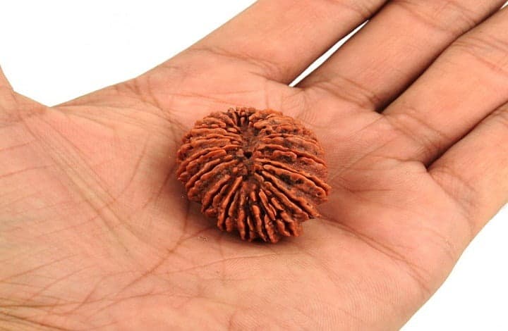 Twenty Mukhi Rudraksha: Benefits, Meaning and How to Wear