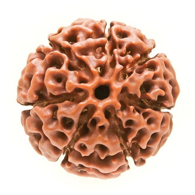 Seven Mukhi Rudraksha: Benefits, Mantra and Who Should Wear It