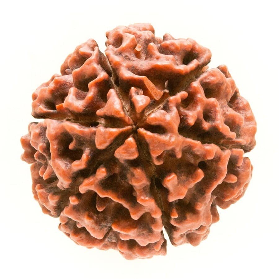 Significance of Six Mukhi Rudraksha