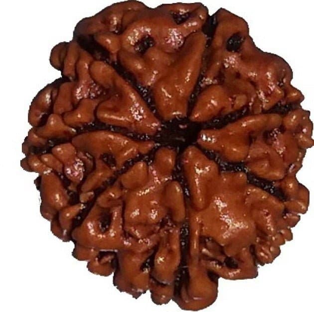 7 MUKHI RUDRAKSHA