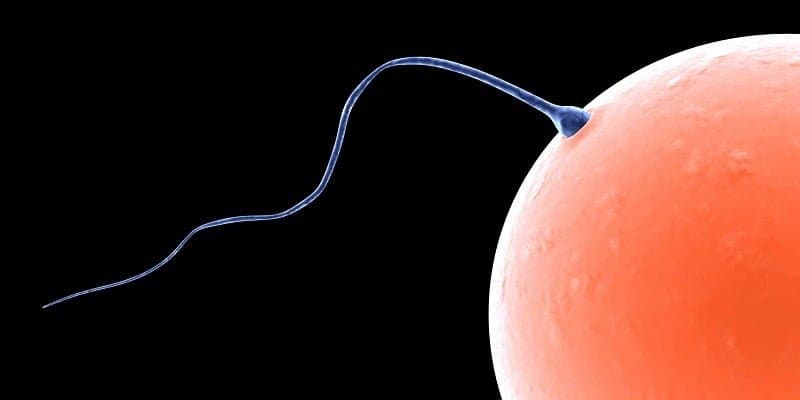 Ayurvedic Treatment for Azoospermia: Nil Sperm Count & Male Fertility Support