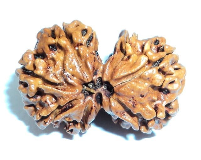 GAURI SHANKAR RUDRAKSHA