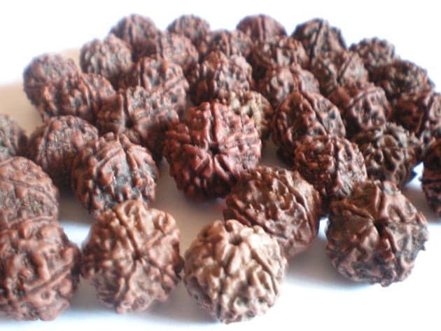 Indonesian V/S Nepalese Rudraksha Bead