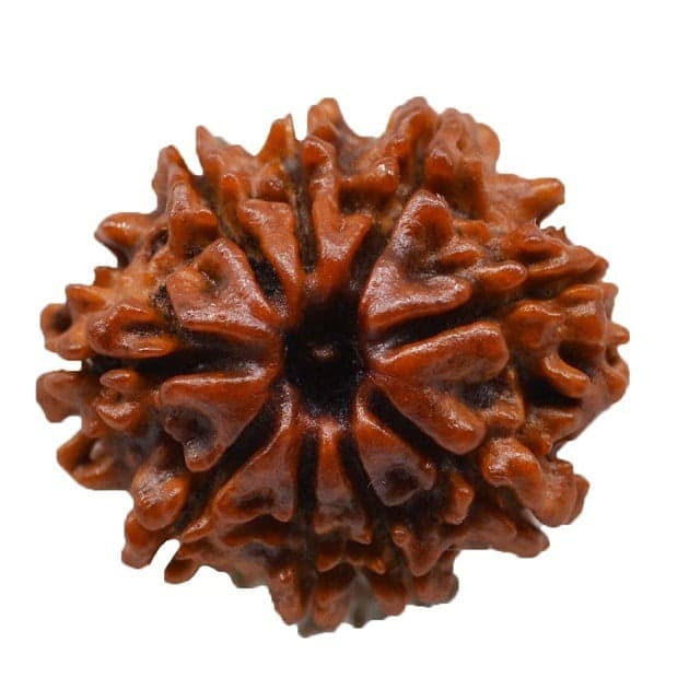 Nine Mukhi Rudraksh Info