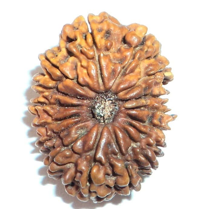 Sixteen Mukhi Rudraksha Info