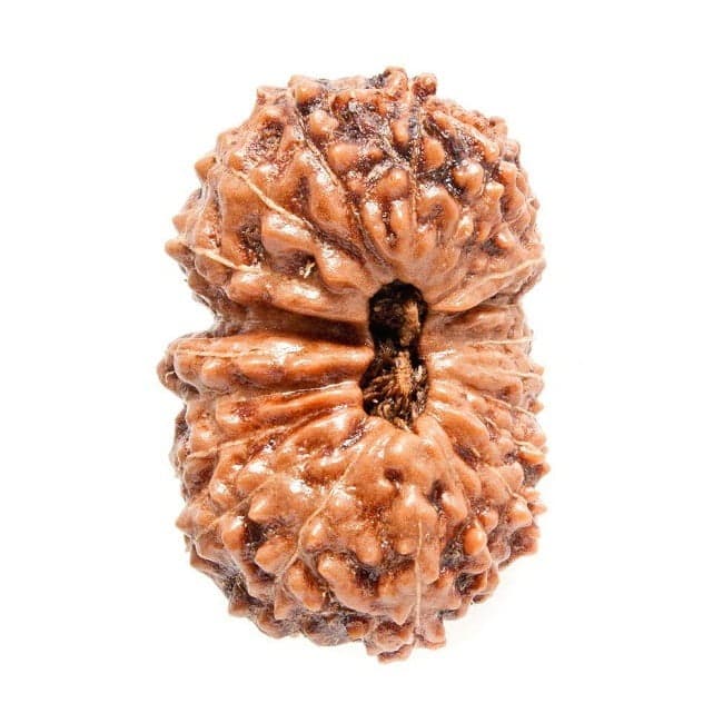 Twenty-One Mukhi Rudraksha: Benefits, Meaning and How to Wear