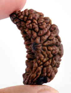 1 Mukhi Nepali Rudraksha