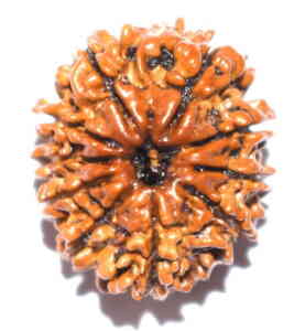 10 Mukhi Rudraksha