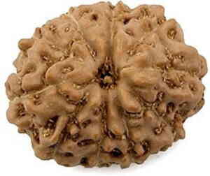 10 mukhi rudraksha