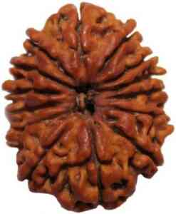 13 Mukhi Nepali Rudraksha