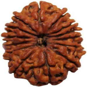 13 Mukhi Nepali Rudraksha