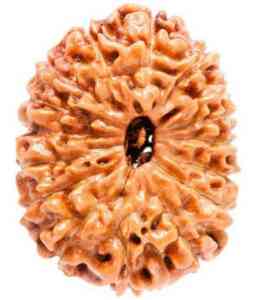 15 Mukhi Nepali Rudraksha