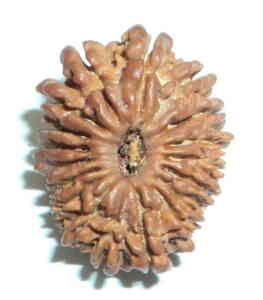 18 Mukhi Nepali Rudraksha