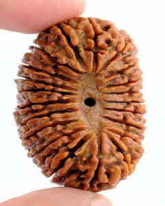 21 Mukhi Nepali Rudraksha