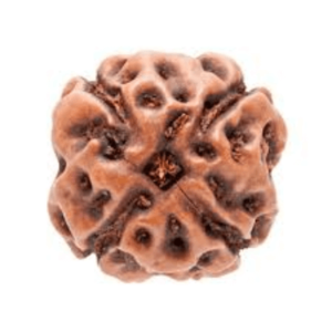 4 Mukhi Indonesian Rudraksha