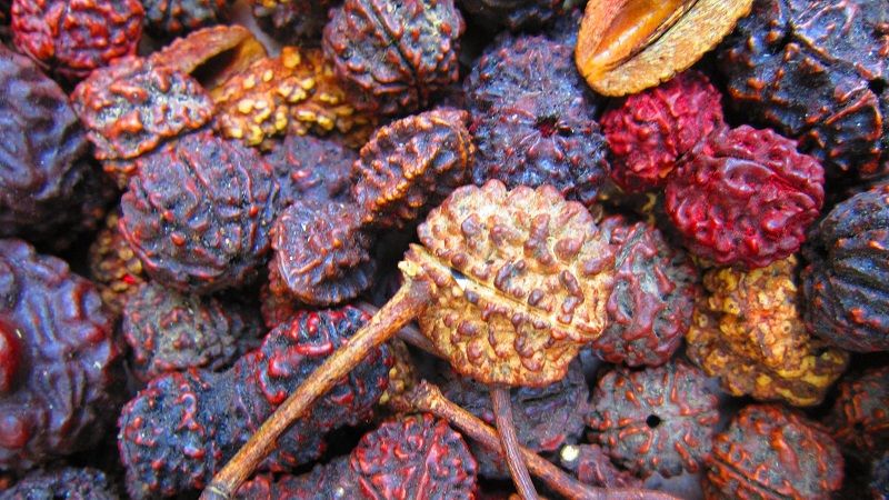 Amazing Benefits of Rudraksha