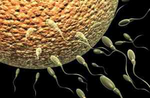 Ayurvedic Treatment of Nil Sperm Count