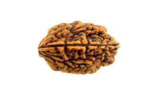 Benefits of 2 Mukhi Nepali Rudraksha