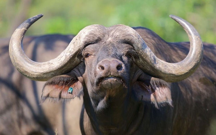 Buffalo - The Sacred Animal of Hasta