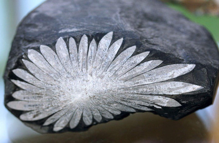 Chrysanthemum Stone and Its Uses