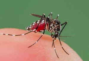 Dengue Treatment In Medical Astrology