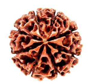 Eight Mukhi Rudraksha