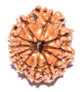 Eleven Mukhi Rudraksha