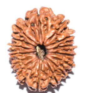 Fifteen Mukhi Rudraksha Info
