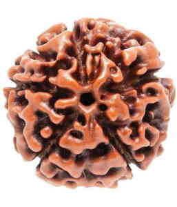 Five Mukhi Rudraksha