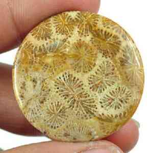 Fossil coral