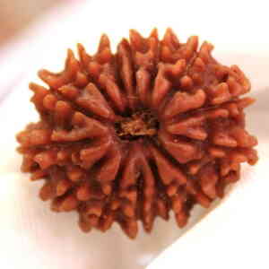 Fourteen Mukhi Rudraksha